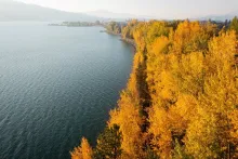 Golden fall color along the Lake Pend Oreille shoreline near Sandpoint, Idaho.